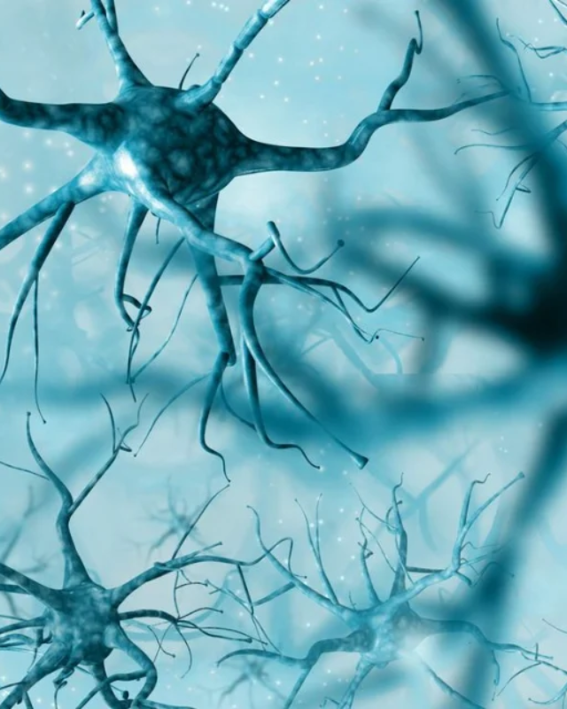 Foco y rendimiento cognitivo