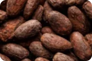 Cacao puro